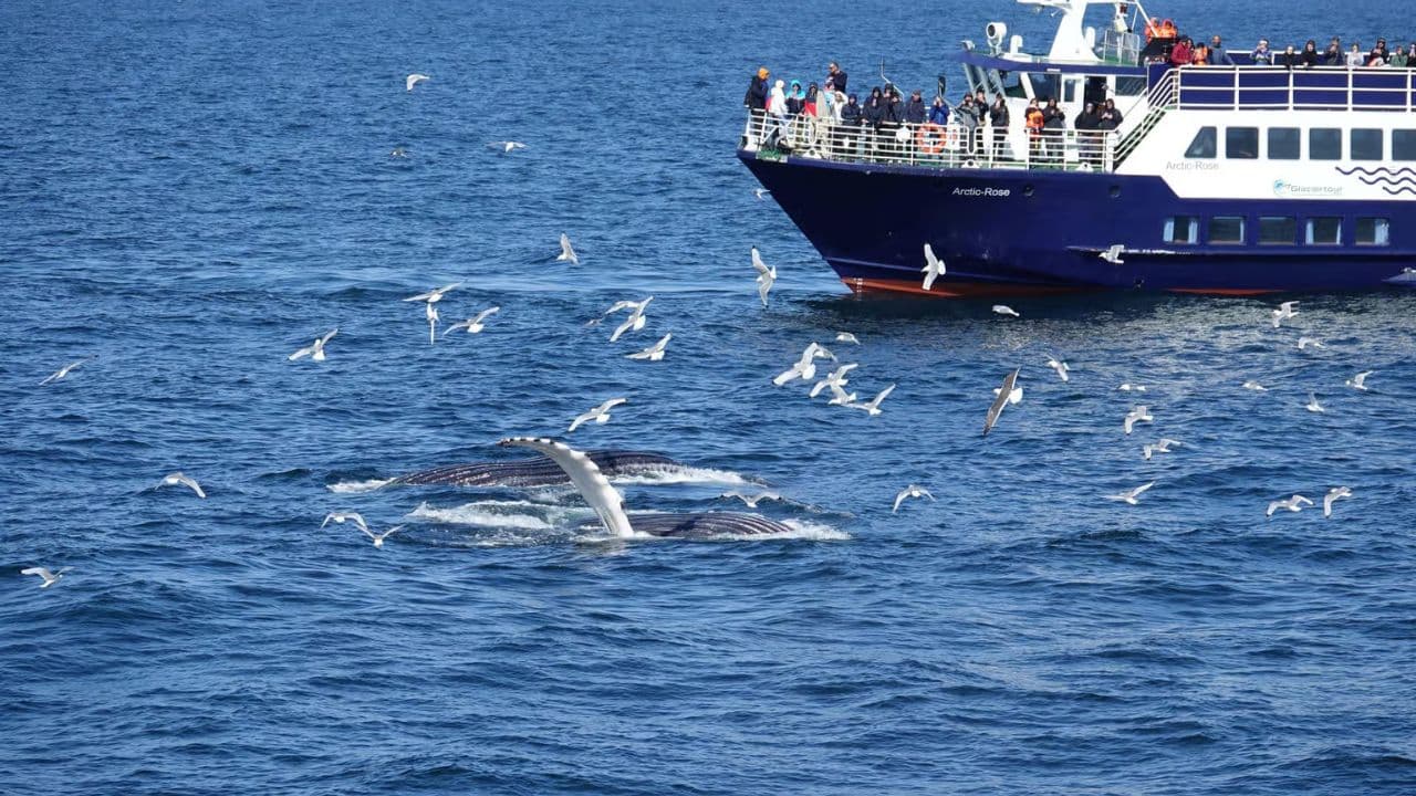 Samaná Whale Watching & Cayo Levantado (Bacardi Island) From Cap Cana
