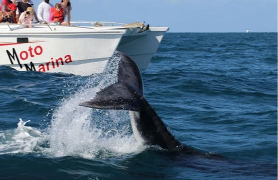 Samana: Bay of Samana Whale Watching Experience