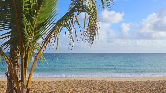 Punta Cana: Half Day Safari and Cultural Experience - Photo 2 (Gallery view)