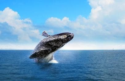 Las Terrenas: Private Whale Watching Half day - Photo 3 (Gallery view)