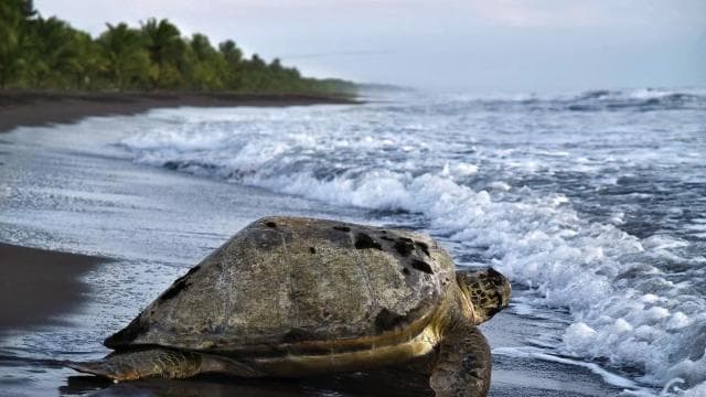 Tortuguero National Park: Best Things to Do in Tortuguero