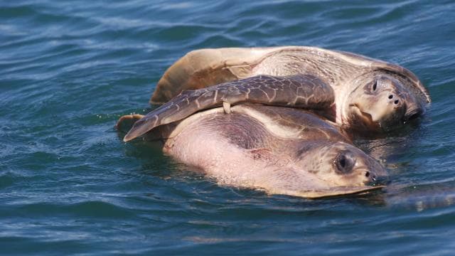 Marino Ballena National Park: Watching Whales and Dolphins