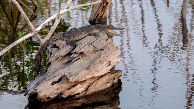 Private Avellanas Wildlife Walk