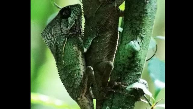 Guided tour in the jungle of Manuel Antonio National Park.