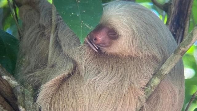 Guided hike through the Manuel Antonio jungle with optical equipment.