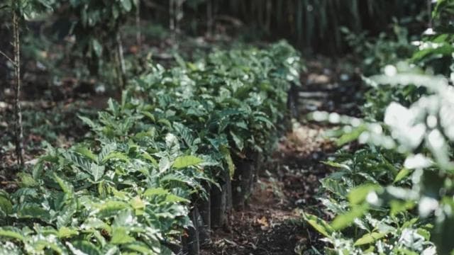Monteverde: Coffee Tour and Night Walk
