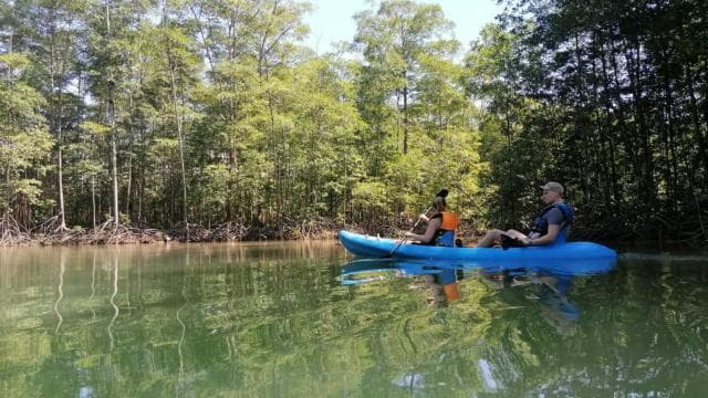 Manuel Antonio: Kayak Tour in the Mangroves to see animals