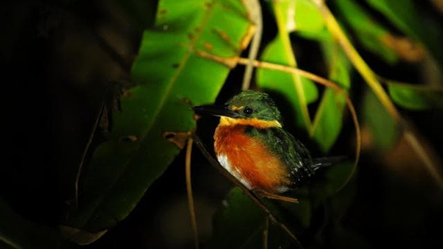 Manuel Antonio Mangrove Boat Night Tour