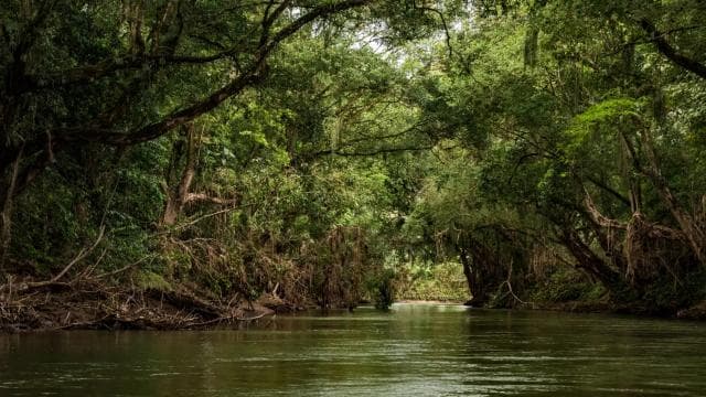 From San Jose: 3-Day Tortuguero National Park Excursion
