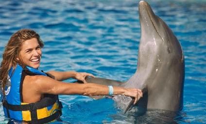 Punta Cana: Swim or Interact with Dolphins in the Sea