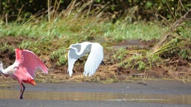 Puntarenas: Wildlife and River Safari Excursion