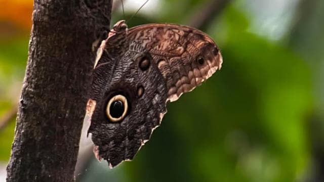 Puerto Jiménez: Private 1-Day Tour to Sirena in Corcovado