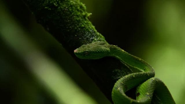 Immerse yourself in the magic of the Monteverde Cloud Forest