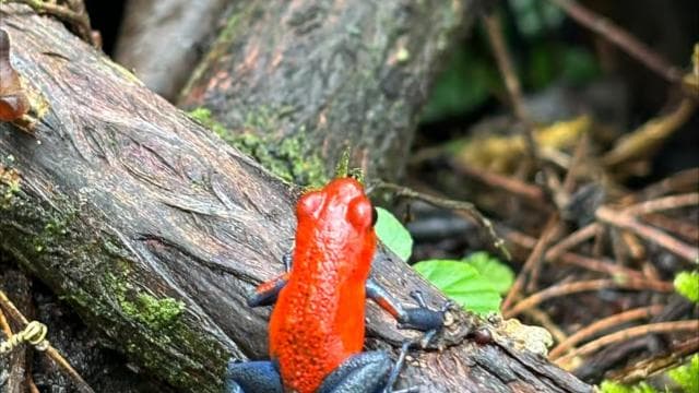 Bijagua: Kayak and Tropical Forest Trail Tour