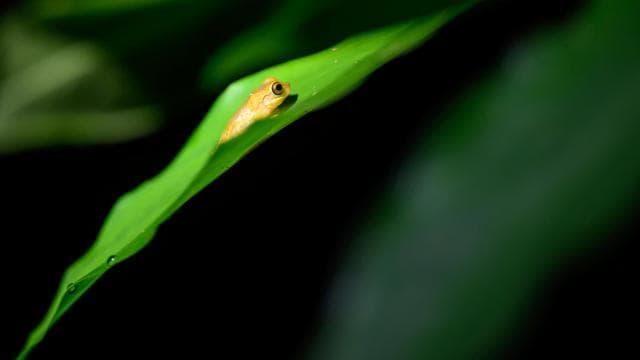La Fortuna: Forest & Wildlife Nocturnal Escapade - Dominican Republic
