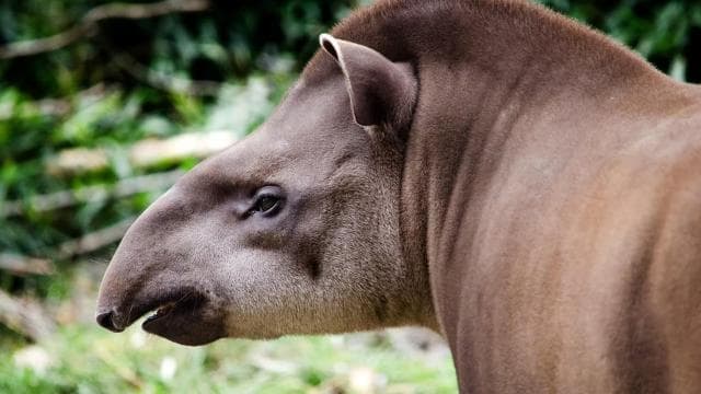 Costa Rica: Guided Nature Hike in Cahuita National Park