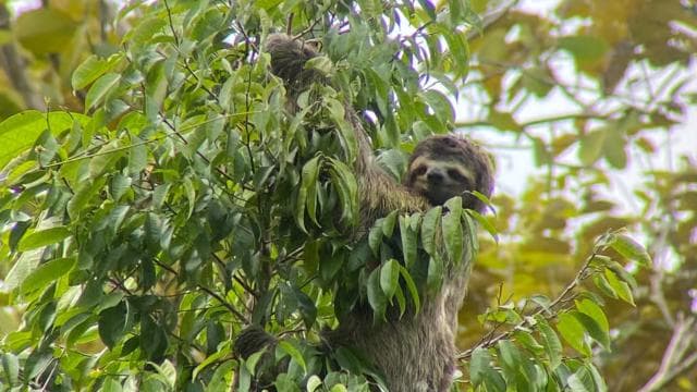 Manuel Antonio National Park Guided Hike