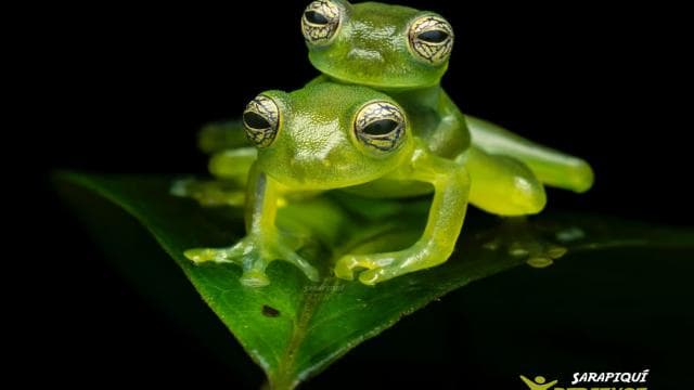 Sarapiquí: Rainforest Night Walk with Wildlife Guide