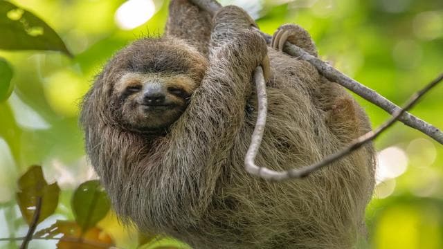 Costa Rica: Guided Nature Hike in Cahuita National Park
