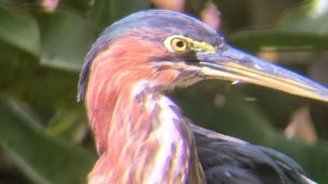 Cahuita: Hiking tour and wildlife spotting