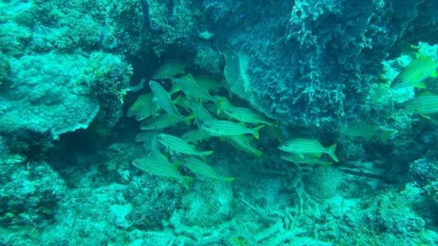 Punta Cana Scuba Doo: Discover Marine Life In a Fun Way - Photo 2 (Gallery view)