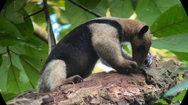 From Puerto Jimenez: Corcovado National Park Full-Day Tour - Photo 2 (Gallery view)