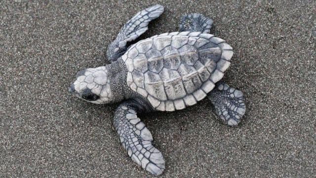 Tamarindo: Turtle Nesting Tour Tamarindo, Guanacaste, CR - Dominican Republic