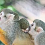 Puerto Plata: Monkeyland and Zip-Line Adventure