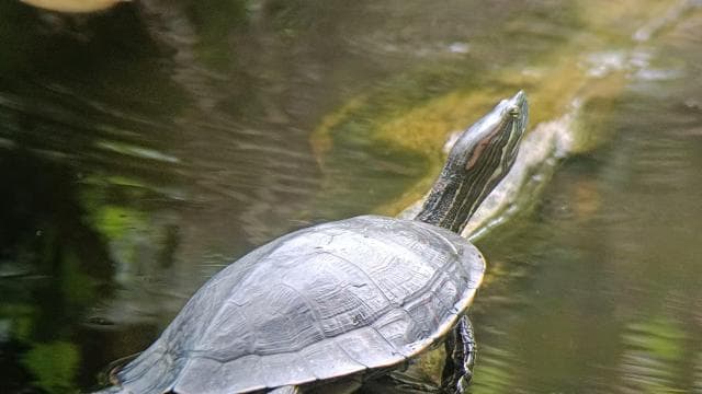 Cahuita: Národní park Wildlife & Prohlídka s průvodcem - Photo 2 (Gallery view)