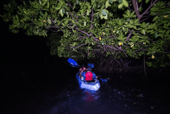 From San Juan: Bioluminescent Bay Kayak Adventure at Night - Photo 4 (Gallery view)