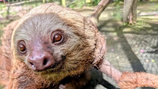 San Jose: Sloth and Wildlife Rescue Center Tour
