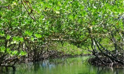 Punta Rucia Cayo Arena: Paradise Island and Mangroves Tour