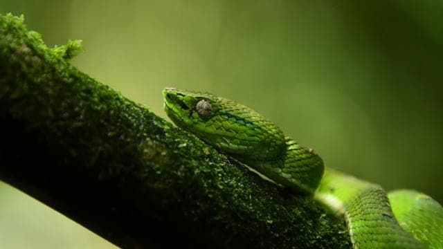 Ponořte se do kouzla Monteverde Cloud Forest - Photo 2 (Gallery view)