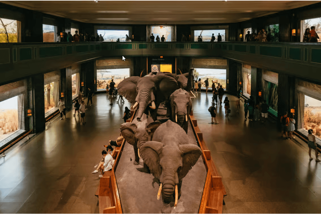 Nowy Jork: Bilet do Amerykańskiego Muzeum Historii Naturalnej - Photo 5 (Gallery view)