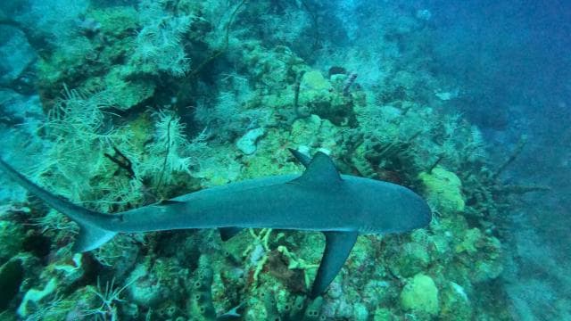Culebra: Snorkel with Turtles