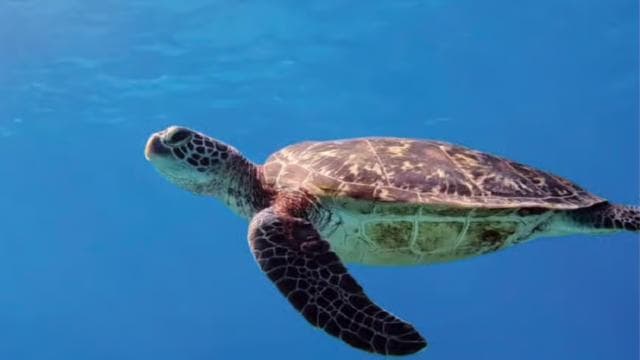 Puerto Rico: Aguadilla West Coast Beaches & Gastronomy Tour