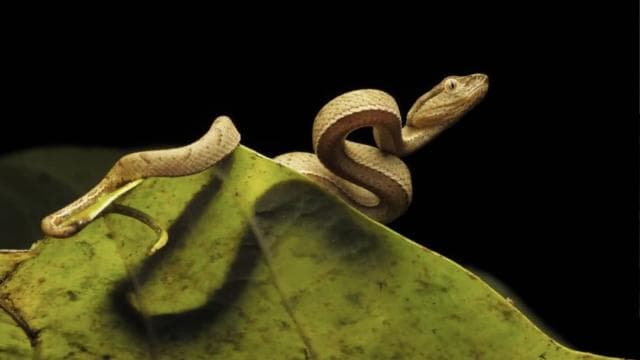 Monteverde: Guided Night Walk In Monteverde