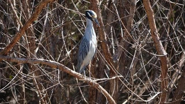 Puntarenas: Wildlife and River Safari Excursion - Photo 2 (Gallery view)