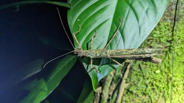 Monteverde: Night Walk in the Magical Forest