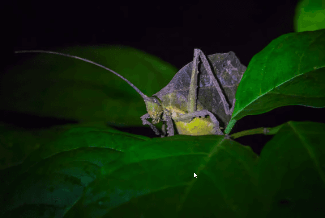 Monteverde: Kinkajou Forest Night Walking Tour - Photo 2 (Gallery view)