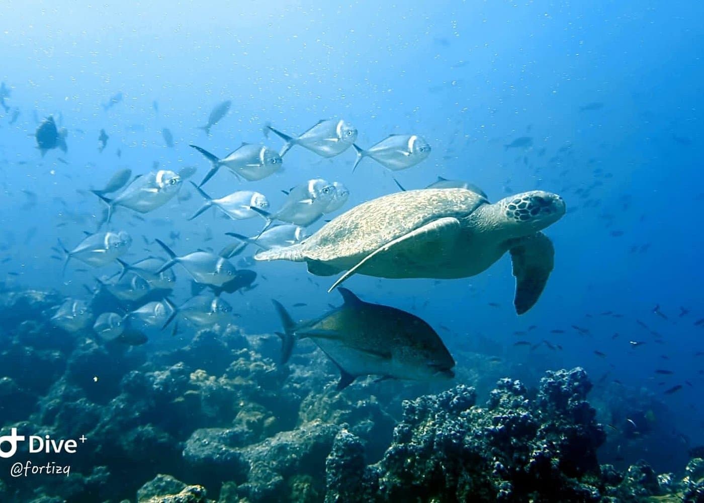 Full Day Tour Pinzon Island + La Fe/Las Palmas - Snorkeling & Fishing