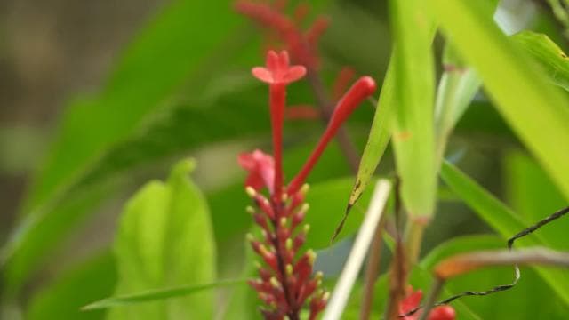 El Yunque National Rainforest Nature Walk & Luquillo Beach