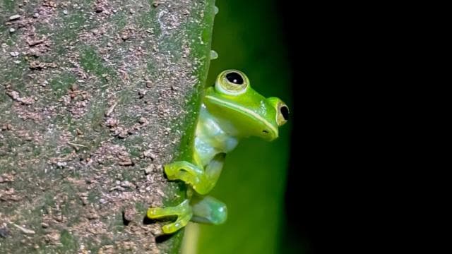 Monteverde: Oktari Monteverde Night Walk Tour