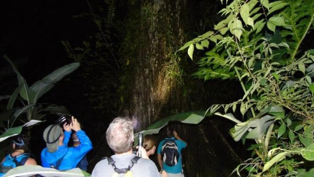 Uvita: Private Nature & Wildlife Night Tour Tropical Forest