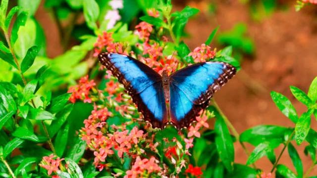 Monteverde: Zip Line, Bridges, and Butterfly Garden Tour