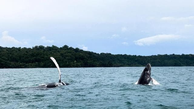 Drake Bay - Whales and Dolphins Watching Tour