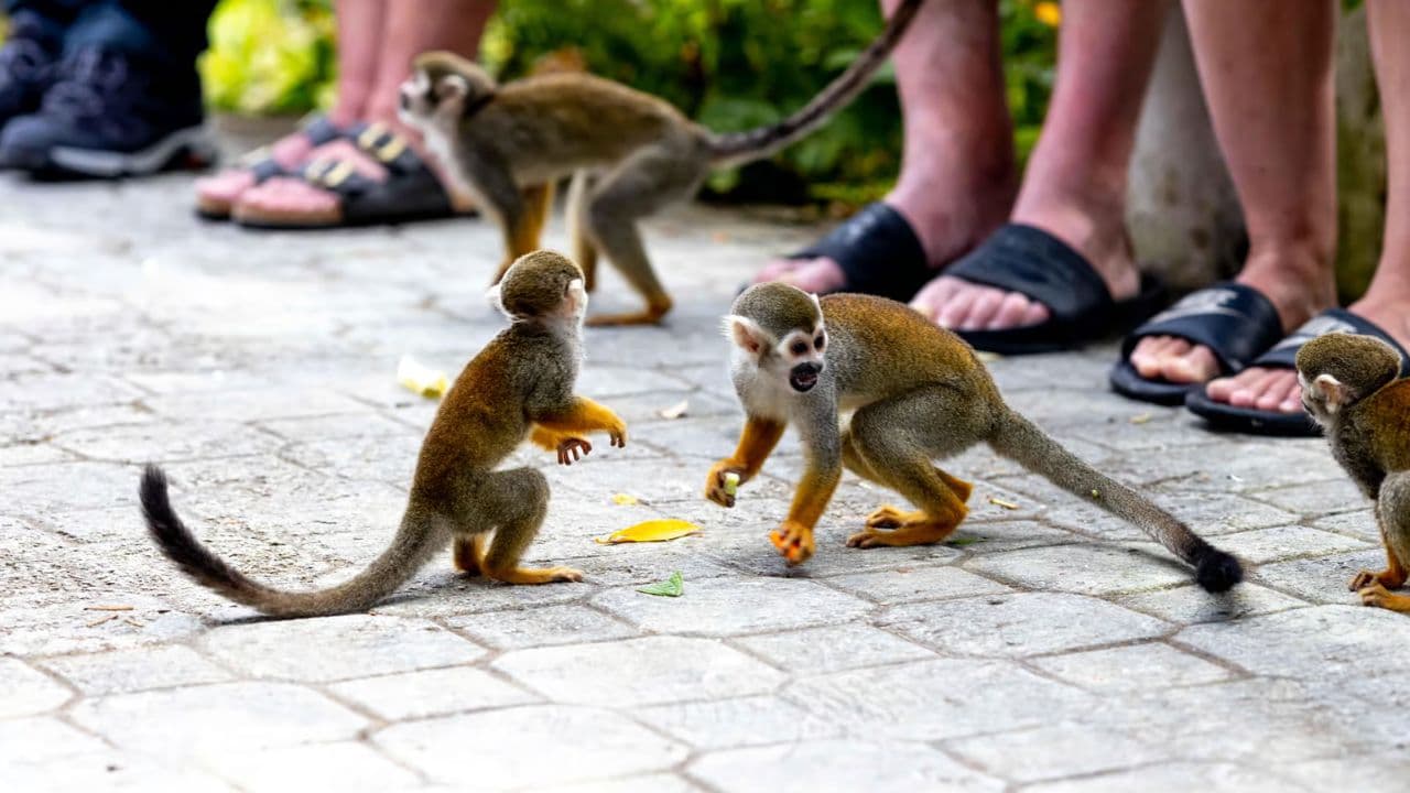 Monkeyland tour + Transportation from cruise/hotel