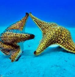 From Punta Cana: Saona Island Trip with Lunch