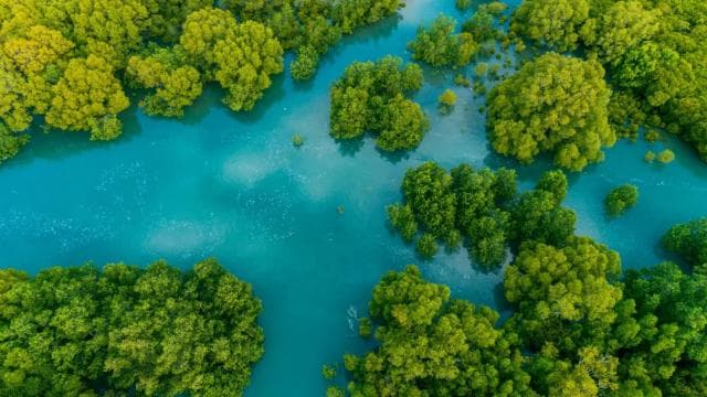 Manuel Antonio: Damas Island Mangrove Boat Tour with Lunch