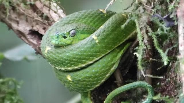 Monteverde: Exploring the Cloud forest